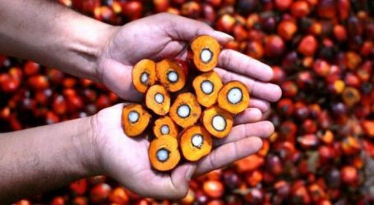 Rendemen Sawit Perusahaan di Riau Rendah, Brondolan Jadi Kambing Hitam