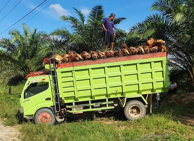 Di Kalbar, Harga Sawit Swadaya Juga Bisa Lebih Tinggi dari Penetapan 
