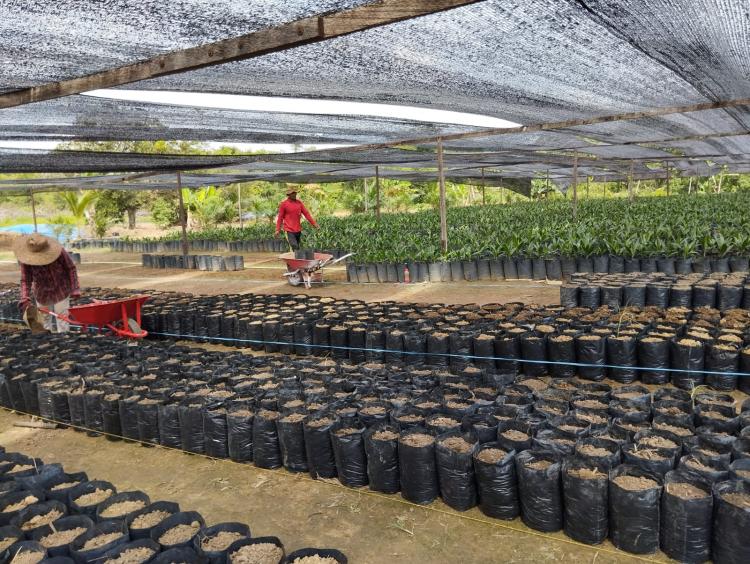 Apkasindo Kaltim Dukung Kementan Bentuk Gugus Tugas Cegah Penjualan Benih Palsu