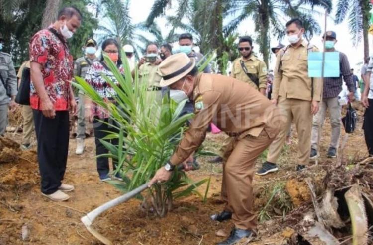 Realisasi PSR di Sanggau Hanya 25 Persen, Petani Sawit Ketar Ketir Karena Masalah ini