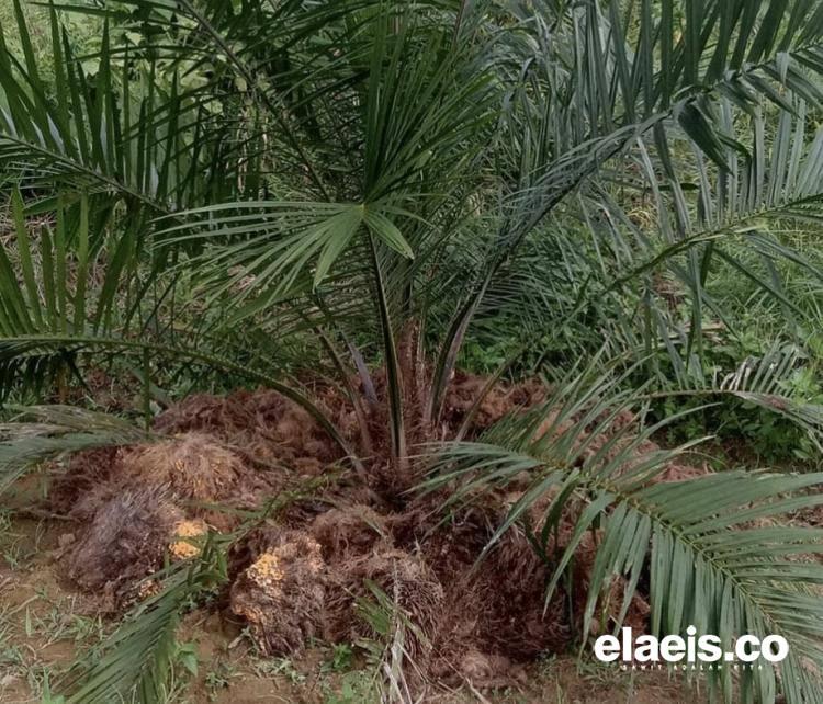 Meski Belum Teruji, Petani Kelapa Sawit di Bengkulu Lebih Memilih Pupuk Tankos