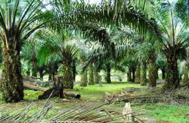 Posisi Sumbar Sebagai Jawara Harga TBS Sawit Belum Tergoyahkan