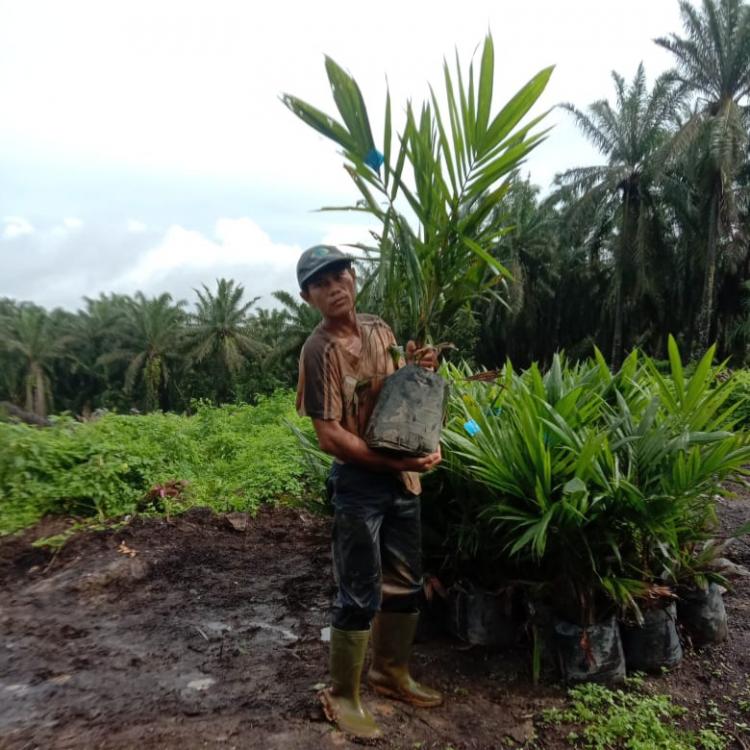 Asosiasi Petani Dukung Penertiban Jual Beli Bibit Sawit Online