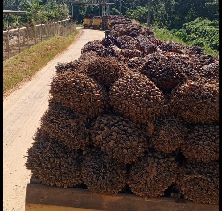 Kasus Penjarahan Bikin Heboh, Begini Kondisi Harga Sawit di Kalteng 