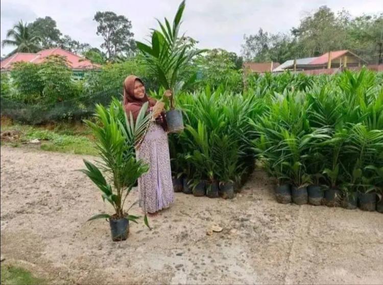 Petani Jangan Ragu Beli Bibit Sawit Unggul Meskipun Keluarkan Biaya Besar