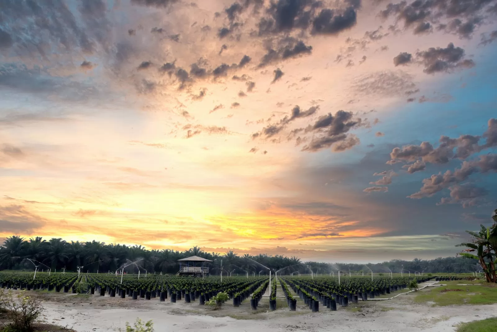 Program Bibit Sawit Unggul Belanjut, PTPN IV Regional 3 Siapkan 271 Ribu Batang