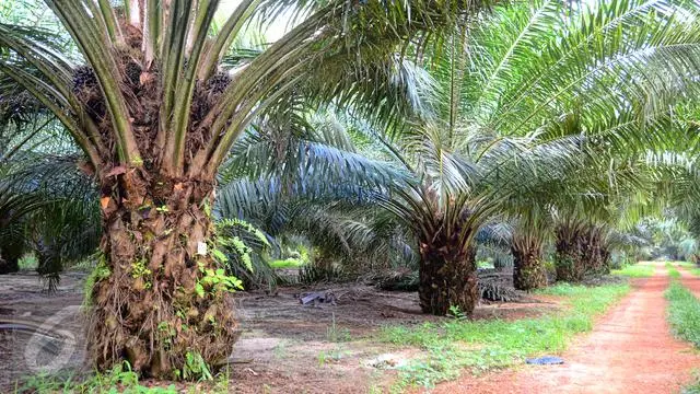 Sulteng Tetapkan Harga TBS Sawit Terbaru, Tertinggi Rp 2.197/Kg