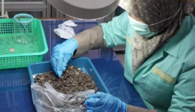 Akan Diekspor ke Jepang, Cangkang Sawit Diperiksa untuk Pastikan Bebas Hama