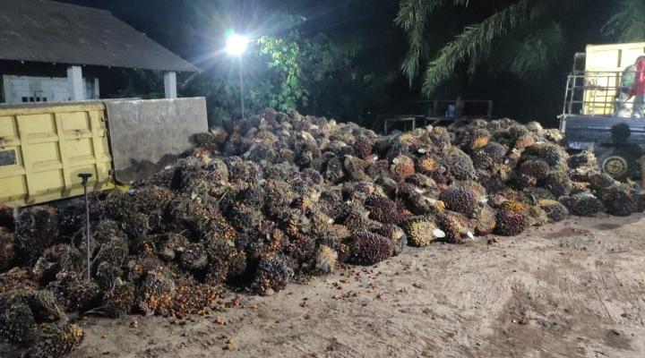 Pekan Ini, Harga Sawit di Kalbar Naik Tipis Jadi Rp2.452,36/Kg