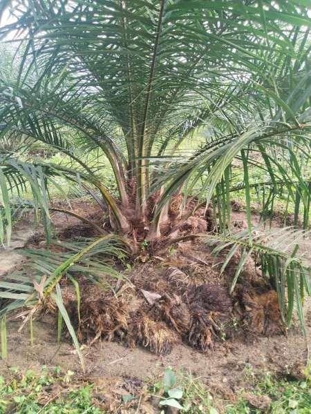 Perawatan Sawit TBM di Kebun Bangun Diklaim Ikuti Standar RSPO dan ISPO