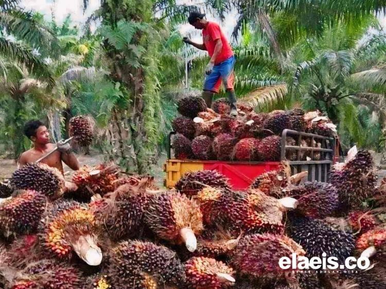 Perkebunan Kelapa Sawit di Bengkulu Berkontribusi Besar terhadap Perekonomian