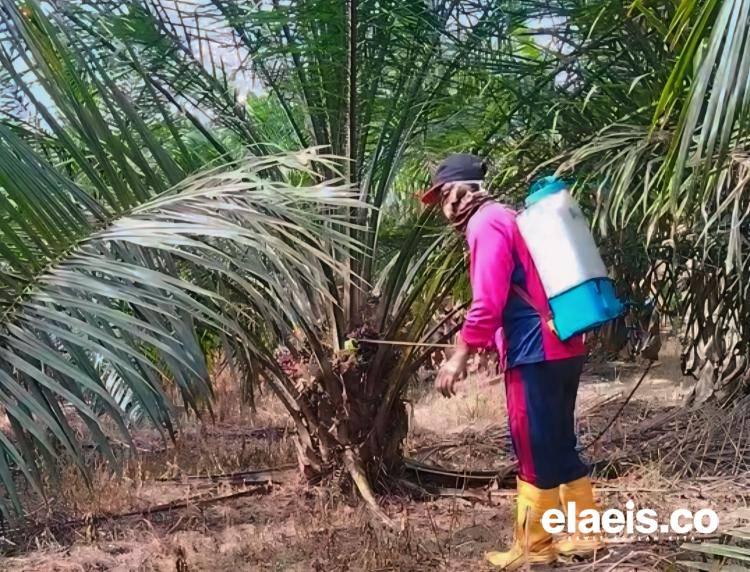 DLHK Bengkulu Sebut Limbah Cair Bisa Dimanfaatkan Untuk Pupuk Tanaman Kelapa Sawit