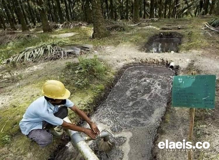 Banyak Perusahaan Perkebunan Kelapa Sawit Telah Memanfaatkan Limbah Cair Sebagai Pupuk