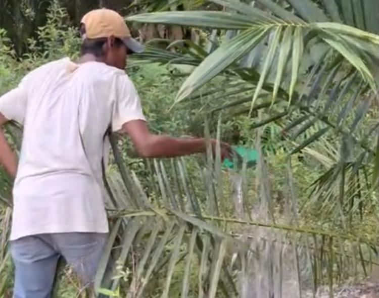 Tidak Dapat Bantuan Pupuk, Petani Sawit di Bengkulu Tengah Minta BPDPKS Lebih Peduli