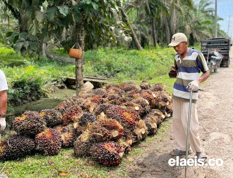 Waw! Harga Sawit Sumut Tertinggi di Indonesia, Segini per Kilogramnya 