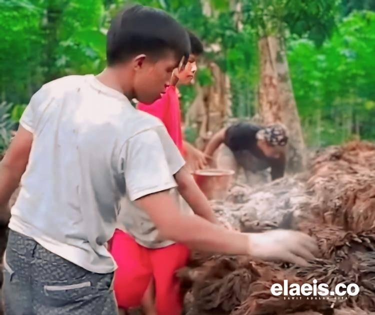 Petani Sawit di Bengkulu Bisa Hemat Membeli Pupuk Kimia, Ini Rahasianya!