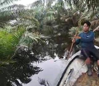Banyak Sawit Petani di Pangkalan Kerinci Terancam Mati, ini yang Terjadi