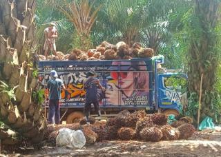 Di Aceh, Sawit Ikut Topang Kenaikan NTP Januari 2024