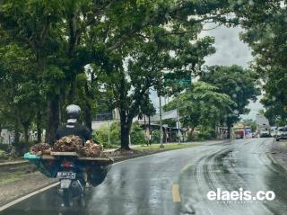 Semangat Petani Sawit di Balik Guyuran Hujan: Aji Budiarso Tetap Optimis