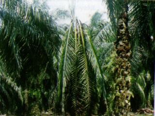 Serangan Ganoderma Mencapai 8.794 Ha, Begini Langkah Pengendalian oleh Disbun Sulbar