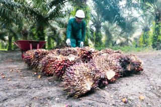 2023, 1.135 Hektar Sawit Rakyat di Riau Ikut PSR Jalur Kemitraan dengan PalmCo