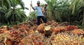 Pekan Lalu, Riau Jawara Harga Sawit di Indonesia