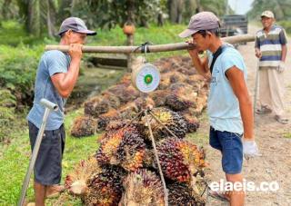 Status Lahan Jadi Penghambat PSR di Kukar