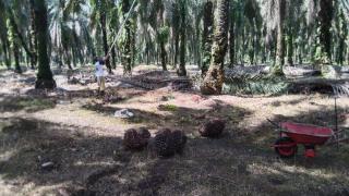 Trek, Petani Sawit di Kampar Mengeluh Hasil Panen Anjlok Separuh