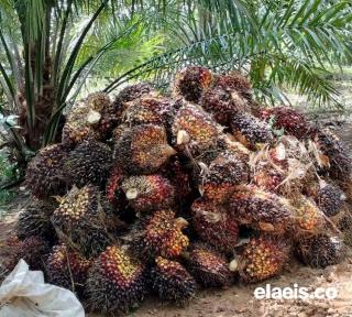 Mantap Kali, Harga Sawit di Sumbar Ditetapkan Rp2.791,54/kg