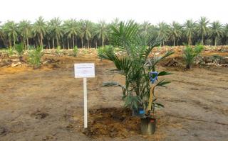 450 Hektar Kebun Sawit Plasma Milik 4 Koperasi Diusulkan Ikut PSR