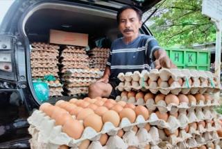 Petani Kelapa Sawit di Bengkulu Khawatir Harga Telur Ayam akan Sama dengan TBS Kelapa Sawit, Kok Bisa!