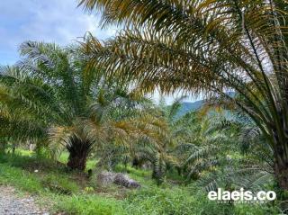 Jangan Anggap Sepele Daun Tanaman Kelapa Sawit Menguning, Ini Bahayanya!