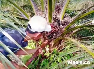 Produksi TBS Kelapa Sawit di Bengkulu Utara Menurun