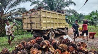 Ternyata Ini Penyebab Harga Beli TBS Kelapa Sawit Dekat PKS di Bengkulu Bisa Lebih Rendah