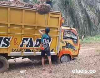 Tinggal Dekat PKS, Petani di Bengkulu Utara Dapat Harga Beli Sawit Lebih Rendah, Kok Bisa!