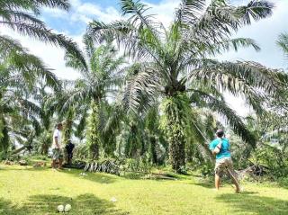 Program Kemitraan Perkebunan Kelapa Sawit di Bengkulu Membawa Banyak Kebaikan