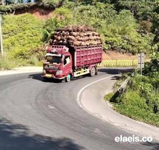 Aktivitas Truk Pengangkut TBS Sawit ODOL Rugikan Bengkulu