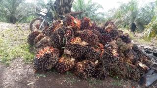 Hasil Update 2023, Perkebunan Sawit di Riau Lebih 3,49 Juta Hektar