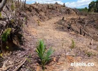 Tidak Semua Tanah Cocok Untuk Tanaman Kelapa Sawit