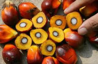 Disbun Riau Ternyata Gunakan Dua Rendemen dalam Penetapan Harga TBS 