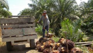 Harga Sawit Sumbar Turun Jadi Rp2.706,93/kg