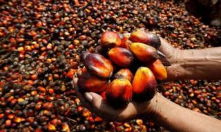 Sejumlah PKS di Riau Keluhkan Petani Mitra Selingkuh dengan Pabrik Brondolan