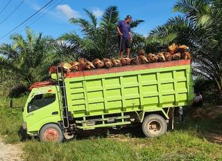 Di Kalbar, Harga Sawit Swadaya Juga Bisa Lebih Tinggi dari Penetapan
