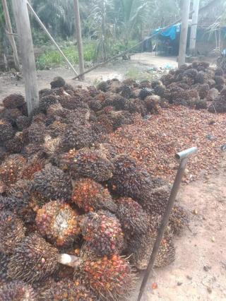 Malaysia Sukses Kembangkan 714 Teknologi Produk Sawit