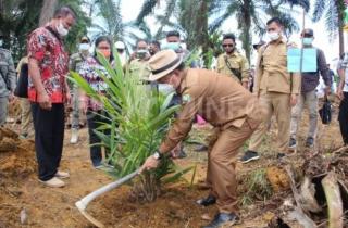 Realisasi PSR di Sanggau Hanya 25 Persen, Petani Sawit Ketar Ketir Karena Masalah ini