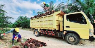 Mau Dapat Truk untuk Angkut Sawit dari BPDPKS? Begini Caranya