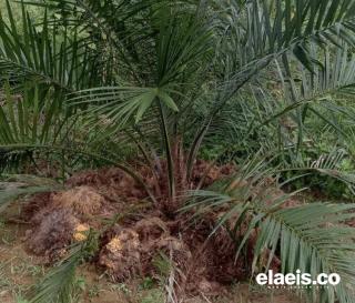 Meski Belum Teruji, Petani Kelapa Sawit di Bengkulu Lebih Memilih Pupuk Tankos