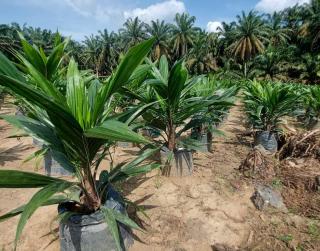 Pemerintah Perlu Mendata Penangkar Bibit Sawit