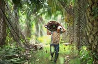 Duh, Harga TBS Sawit Mitra Swadaya Riau Turun Lagi