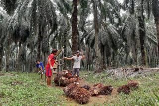 Harga TBS Sawit Mitra Swadaya di Riau Turun, Langsung Disalip Plasma